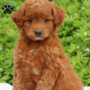 Copy of Skye, Mini Goldendoodle Puppy